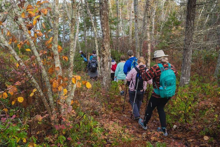 A photo of a group of people walking in a forest on a hike.